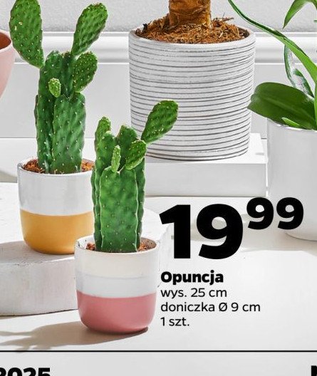 Opuncja 9 cm promocja