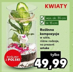 Kompozycja ro艣linna promocja