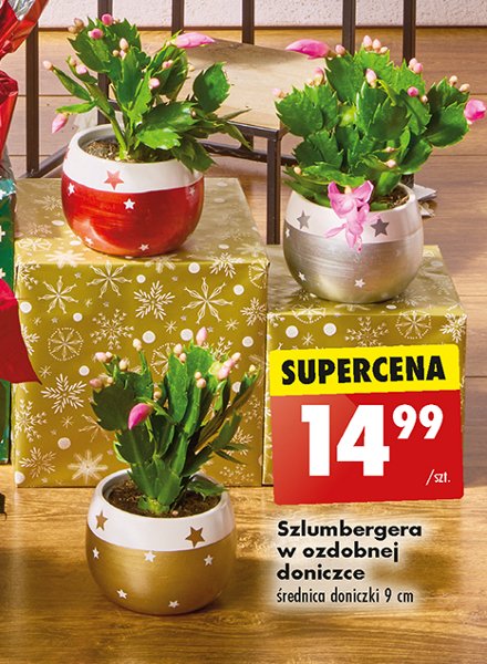 Szlumbergera w ceramice śr. 9 cm promocja