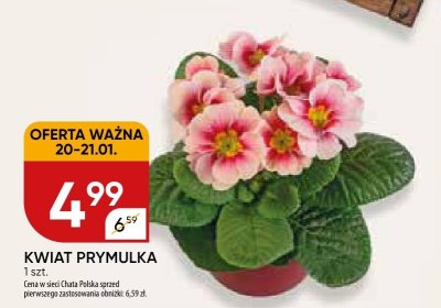 Kwiat prymulka promocja w Chata Polska