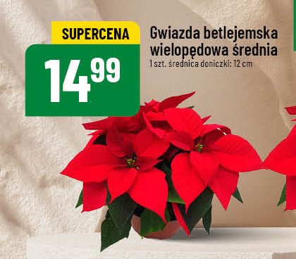 Gwiazda betlejemska wielopędowa średnia promocja