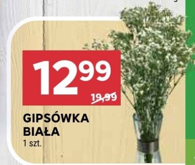 Gipsówka biała promocja w Stokrotka