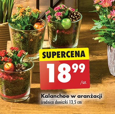 Kalanchoe w aranżacji 13.5 cm promocja