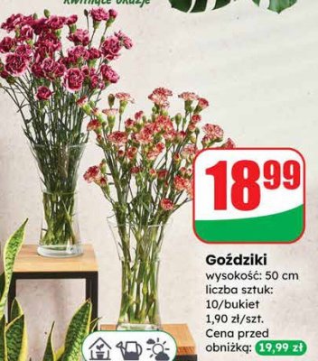 Goździki wysokość 50 cm liczba sztuk 10/bukiet promocja w Dino