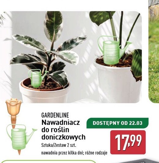 Nawadniacz do roślin doniczkowych GARDEN LINE promocja w Aldi