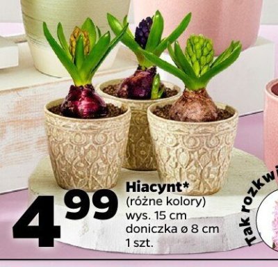 Hiacynt różne kolory doniczka ø 8 cm  promocja w Netto