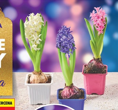 Hiacynt promocja w Biedronka