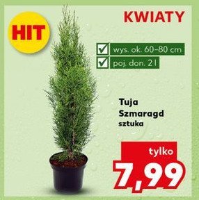 Tuja szmaragd don. 2 l promocja