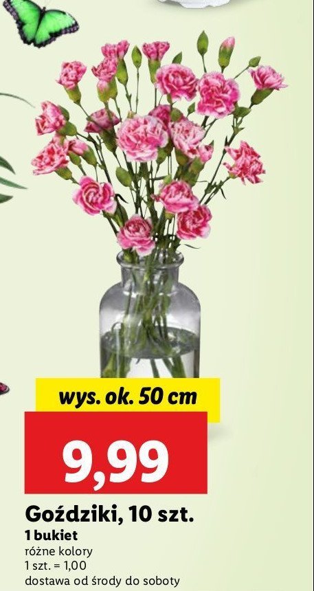 Goździki promocja w Lidl