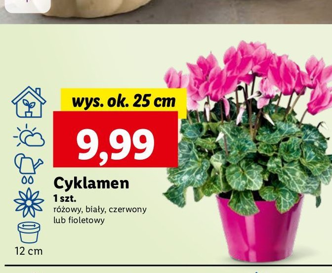 Cyklamen wys. 25 cm promocja