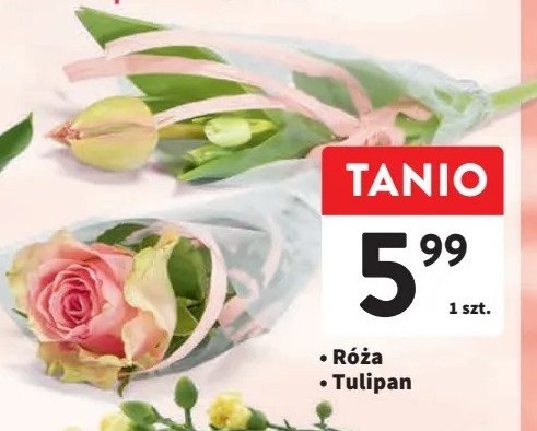 Tulipan promocja
