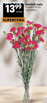 Goździk cięty 1 bukiet/10 szt. promocja w Delikatesy Centrum