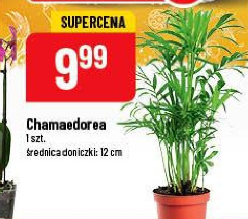 Chamaedorea don. 12 cm promocje