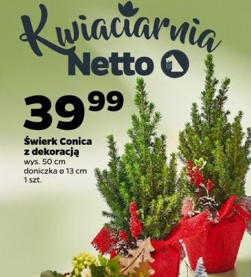 Świerk Conica z dekoracją promocja w Netto