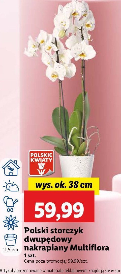 Storczyk dwupędowy promocja w Lidl