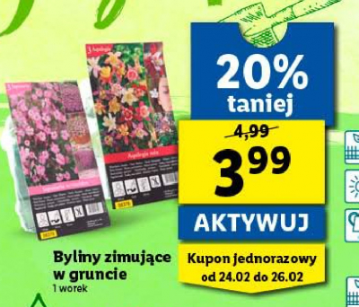 Byliny zimujące w gruncie aquilegia mix promocja