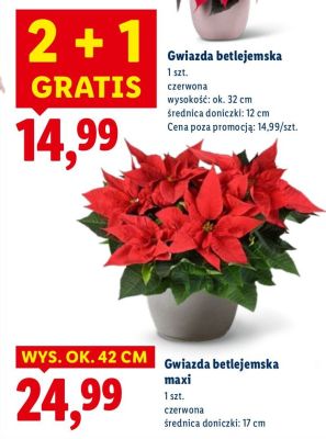 Gwiazda betlejemska maxi promocja w Lidl