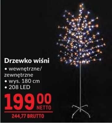 Drzewko wiśni promocja w Makro