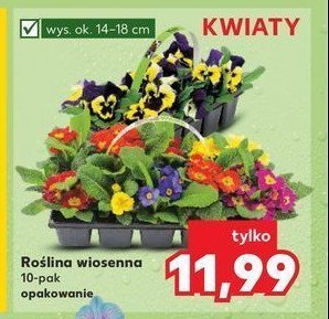 Wiosenny mix kwiatów promocja