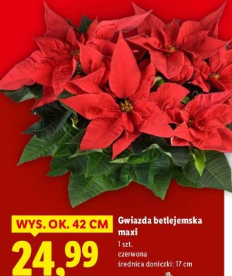 Gwiazda betlejemska maxi czerwona promocja w Lidl