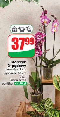 Storczyk 2-pędowy doniczka 12 cm wysokość 50 cm promocja w Dino