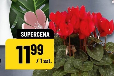 Cyklamen promocja w POLOmarket