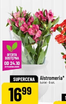 Alstromeria bukiet promocja w POLOmarket