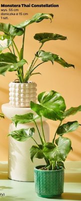 Monstera Thai Constellation promocja w Netto