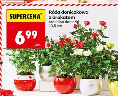 Róża doniczkowa z brakatem średnica doniczki 10,5 cm promocja w Biedronka