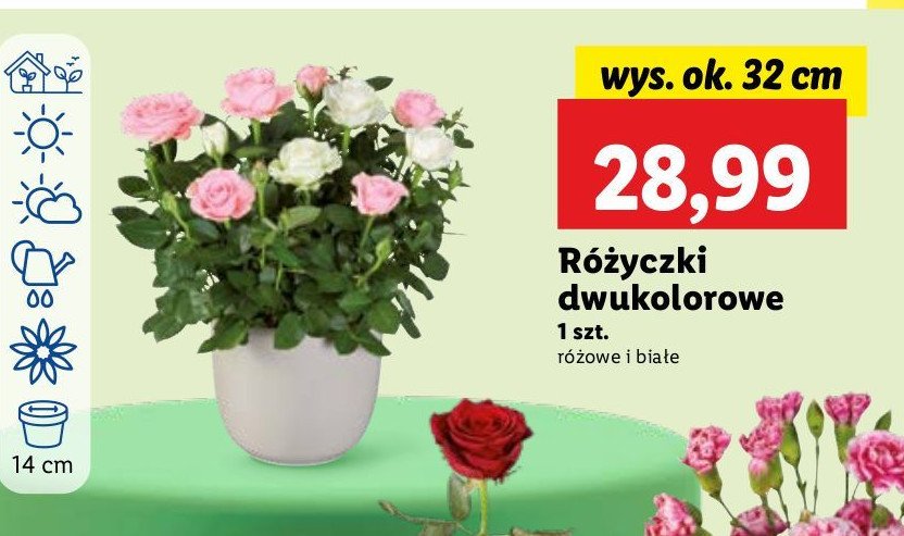 Różyczki dwukolorowe 14 cm promocja w Lidl