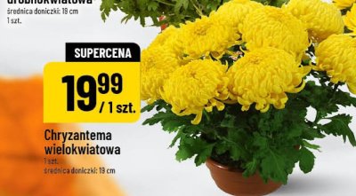 Chryzantema wielkokwiatowa doniczka 19 cm promocja w POLOmarket