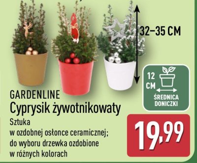 Cyprysik żywotnikowaty  promocja w Aldi