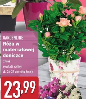 Róża w materiałowej doniczce 26-32 cm GARDEN LINE promocja