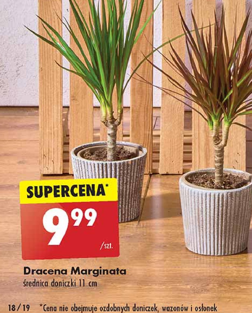 Dracena marginata promocja