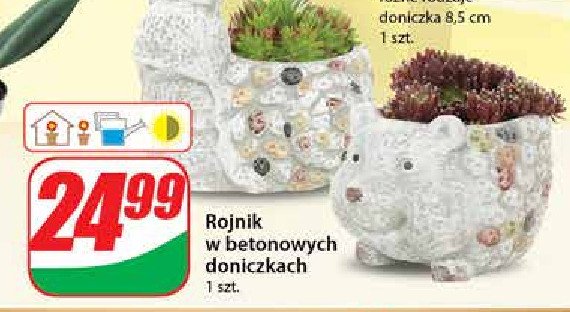 Rojnik w betonowych doniczkach promocja
