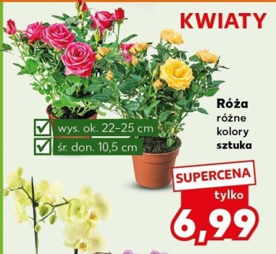 Róża w doniczce, różne kolor promocja w Kaufland