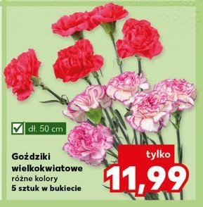 Goździki wielkokwiatowe 50 cm promocja