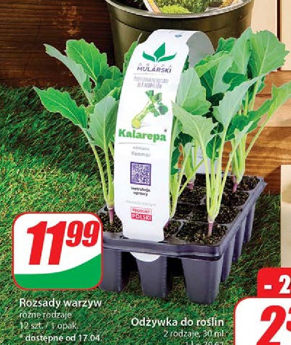 Kalarepa Mularski promocja