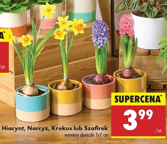 Krokus promocja w Biedronka