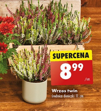 Wrzos twin śr. don. 11 cm promocja