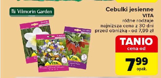 Cebulki jesienne Vita promocja