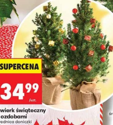 Świerk świąteczny z ozdobami promocja w Biedronka
