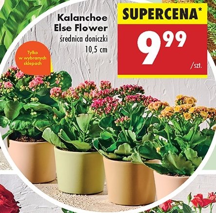 Kalanchoe else flower promocja w Biedronka