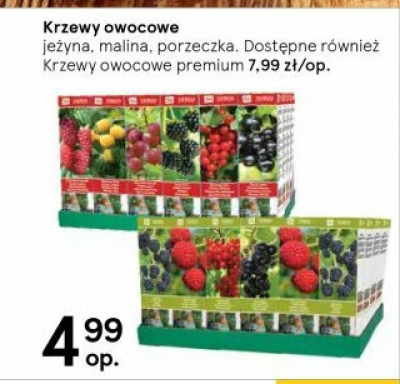 Krzewy owocowe premium promocja
