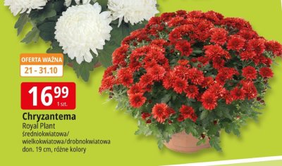 Chryzantema Royal Plant 艣redniokwiatowa/wielkokwiatowa/drobnokwiatowa, doniczka 19 cm promocja