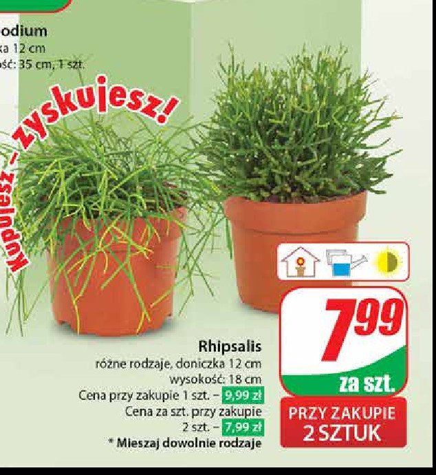 Rhipsalis 12 cm promocja