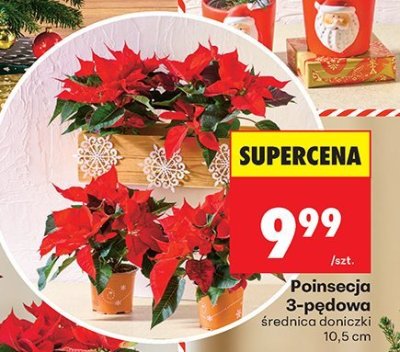 Poinsecja 3-pędowa średnica doniczki 10,5 cm promocja w Biedronka