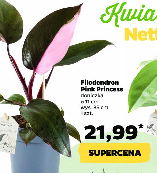 Philodendron pink princess don. 11 cm promocje