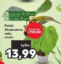 Filodendron 10 cm promocja