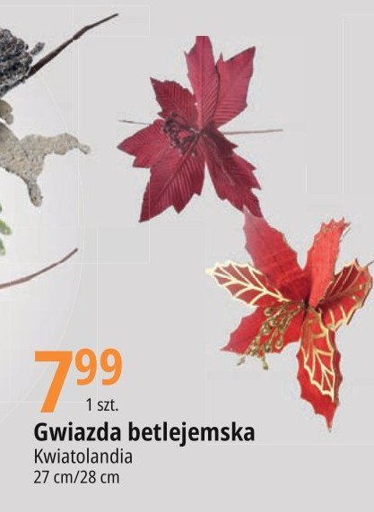 Kwiat gwiazda betlejemska 28 cm promocja